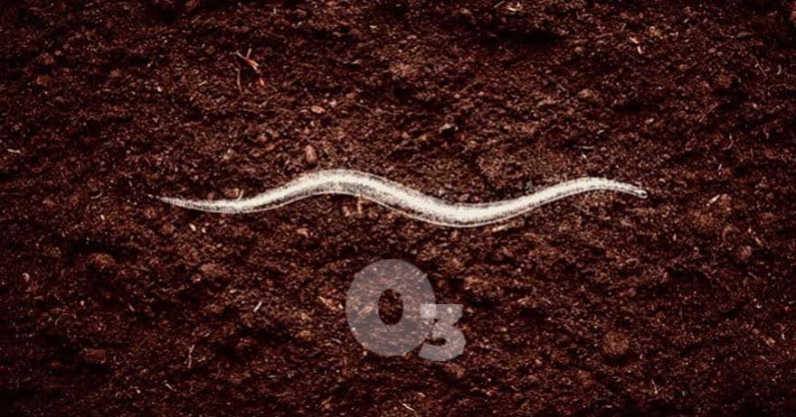 ozono para nematodos