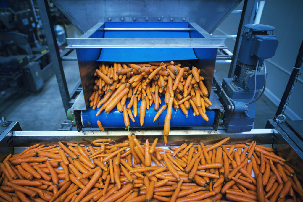 carrots vegetables being washed selected by industrial machine