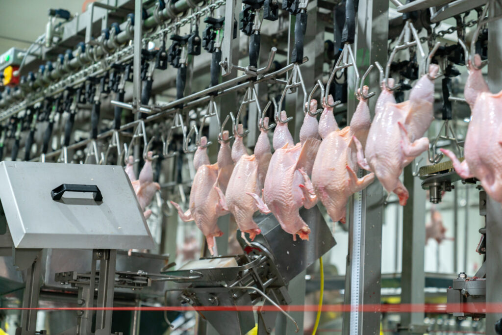 chicken hang chain conveyor automated meat preparation industry