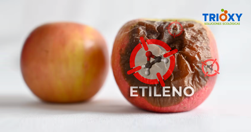 Etileno en maduracion de frutas