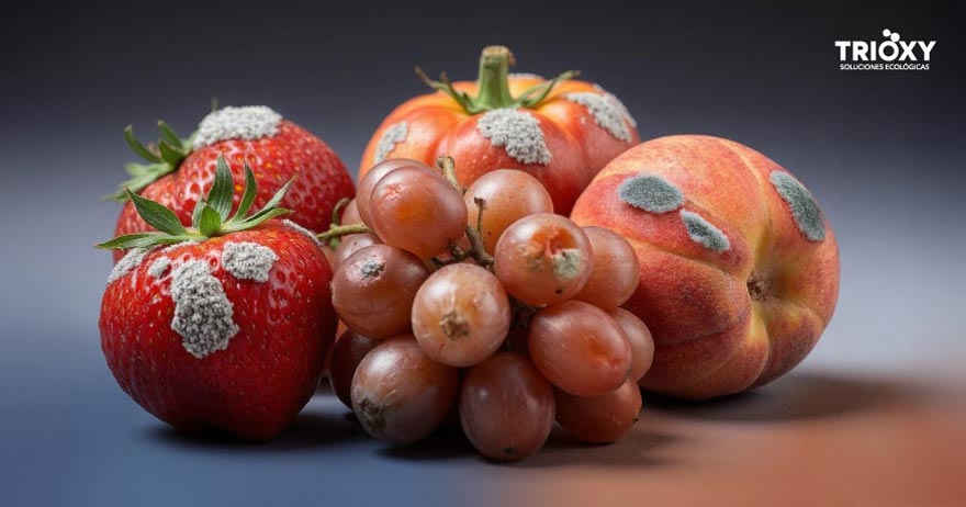 Botrytis