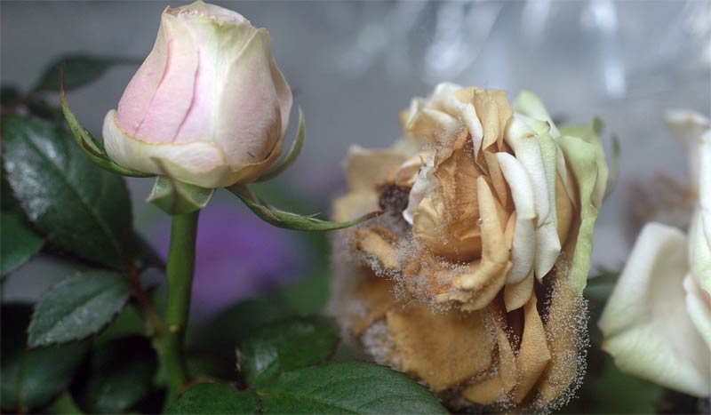 botrytis en flores y rosas